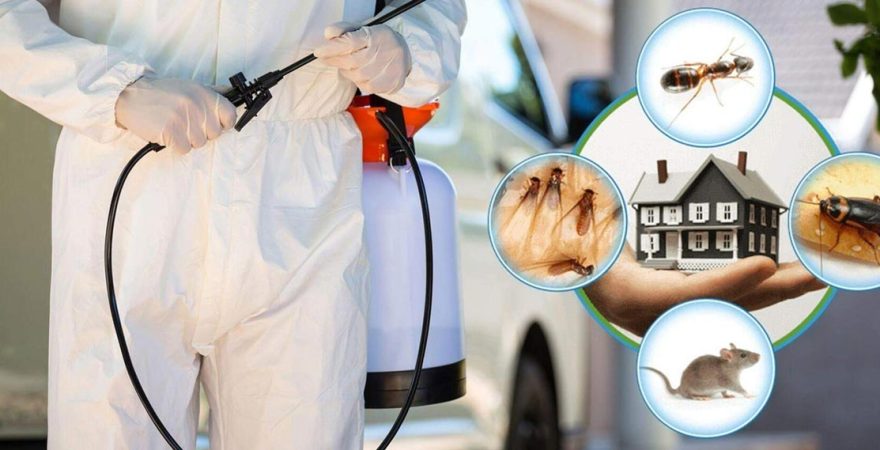 Sancaktepe Böcek İlaçlama