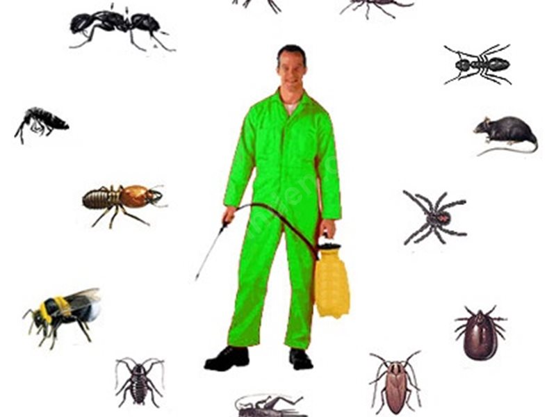 Sancaktepe Böcek İlaçlama